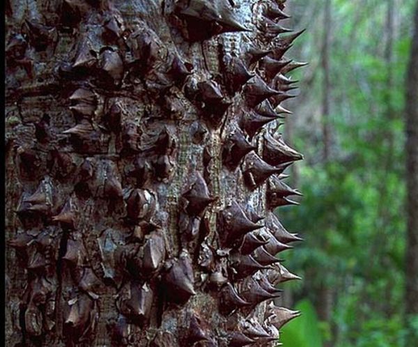 Dangerous Trees (20 pics)