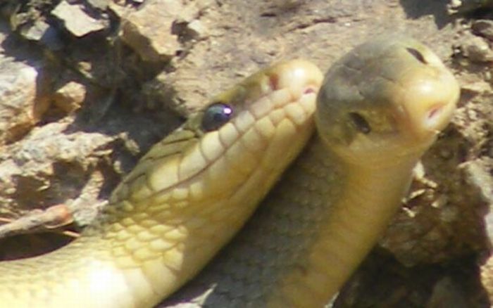 How Snakes Make Love (26 pics)