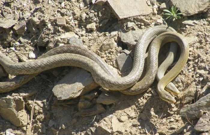 How Snakes Make Love (26 pics)