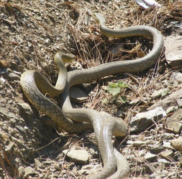 How Snakes Make Love (26 pics)