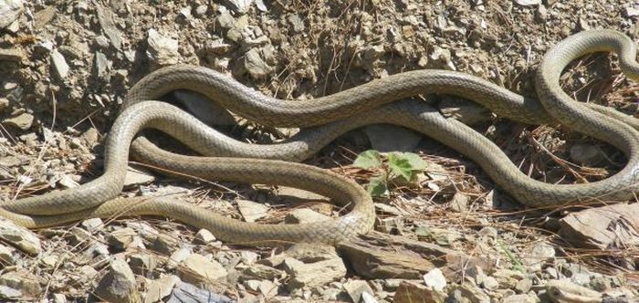 Snakes love. Брачный период у змей. Змеи занимаются любовью.