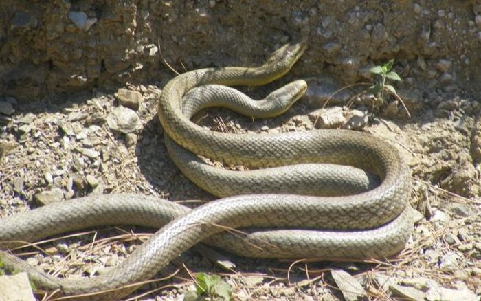 How Snakes Make Love (26 pics)