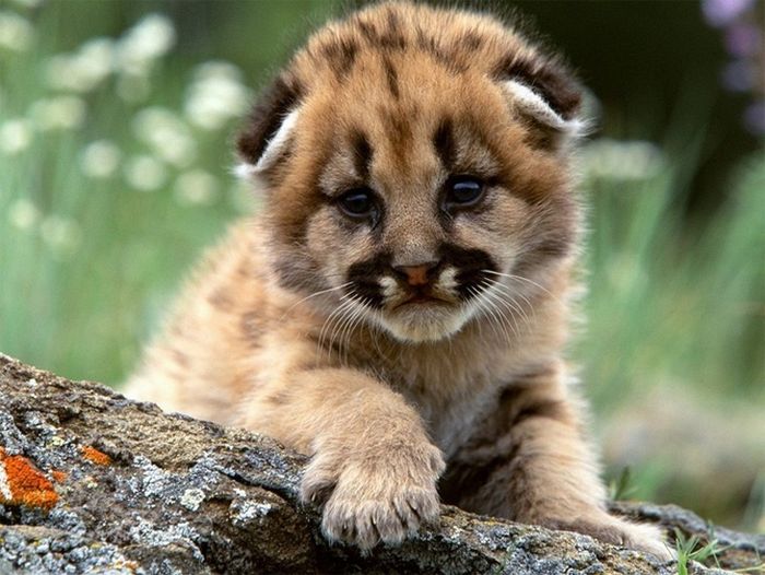 The Cutest Baby Animals (20 pics)