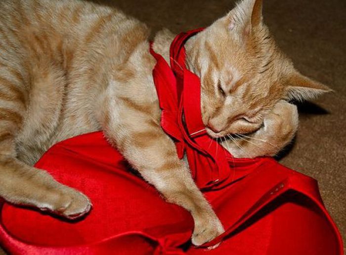 Cats and Bras (37 pics)
