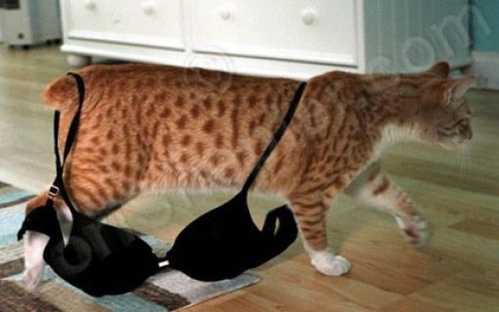 Cats and Bras (37 pics)