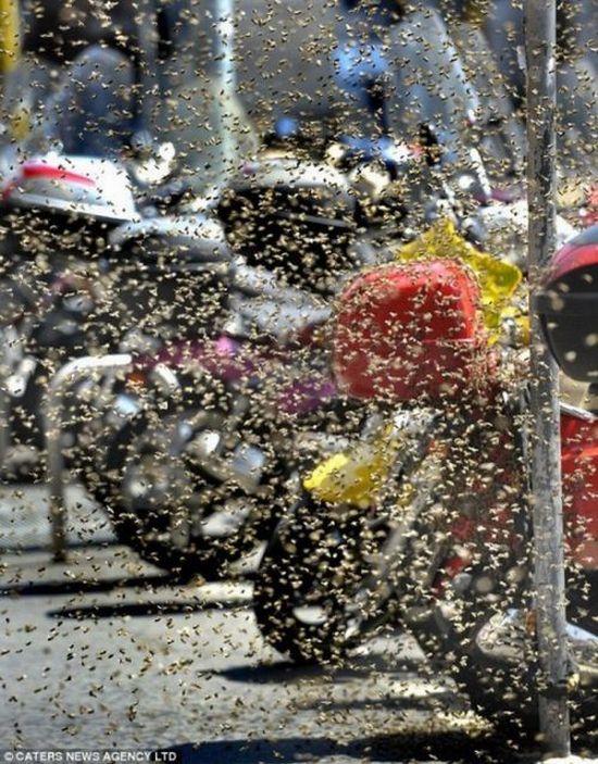 A Scooter Being Attacked by Bees (4 pics)