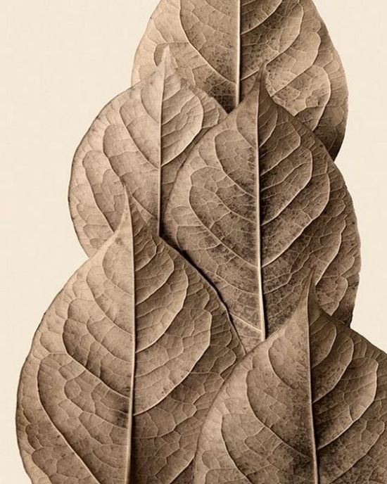Awesome Dry Leaves Art (18 pics)