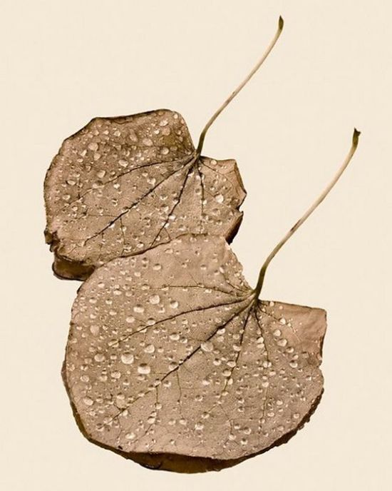 Awesome Dry Leaves Art (18 pics)