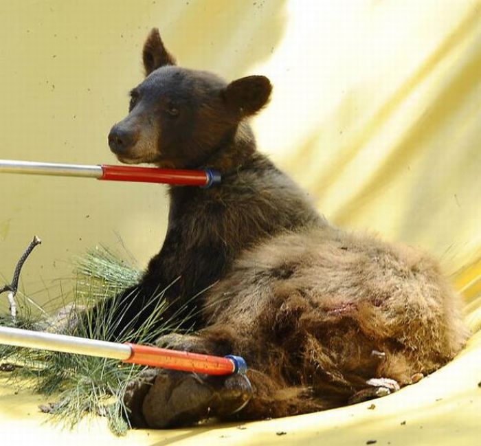 Bear Cub Rescue Operation (12 pics + video)