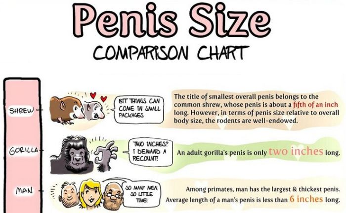 Penis Size Chart (3 pics)