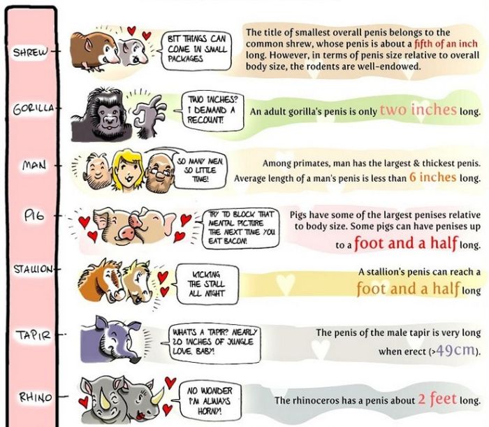 Penis Size Chart 3 Pics.