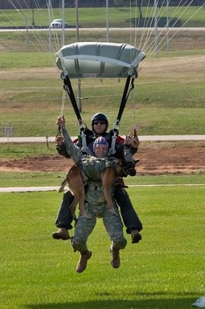 Skydiving Dog (11 pics)