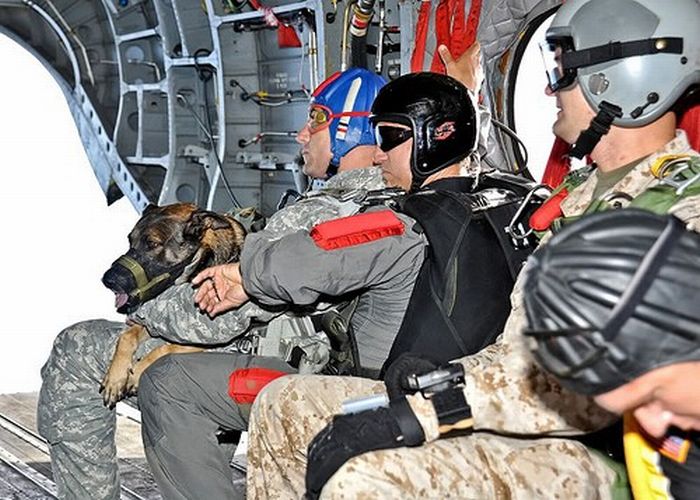 Skydiving Dog (11 pics)
