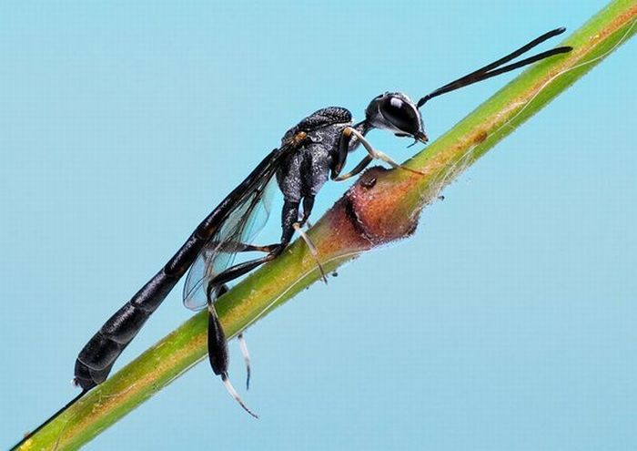 Superb Macro Photos of Insects (22 pics)