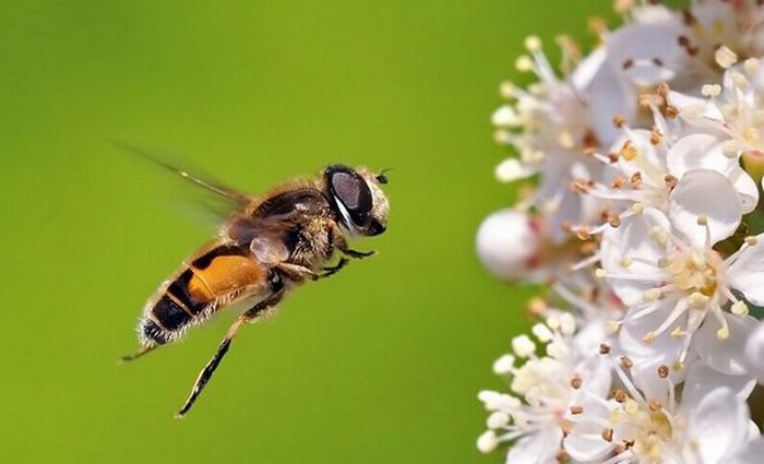 Superb Macro Photos of Insects (22 pics)
