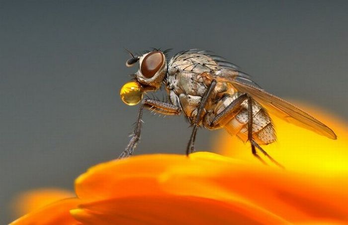 Superb Macro Photos of Insects (22 pics)