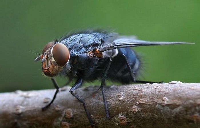 Superb Macro Photos of Insects (22 pics)