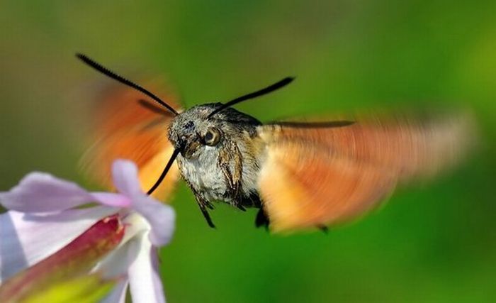 Superb Macro Photos of Insects (22 pics)