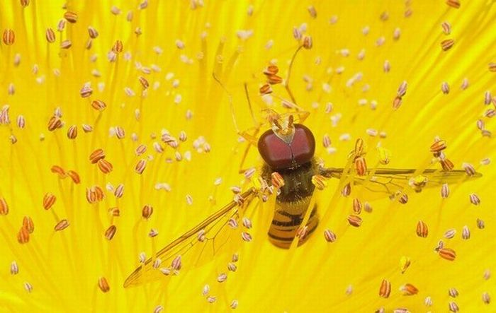 Superb Macro Photos of Insects (22 pics)