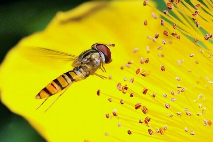 Superb Macro Photos of Insects (22 pics)