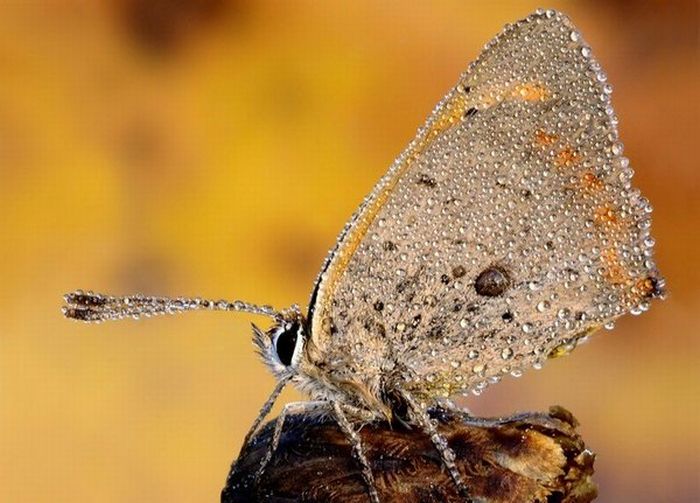 Superb Macro Photos of Insects (22 pics)