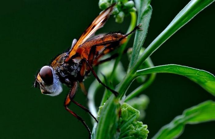 Superb Macro Photos of Insects (22 pics)