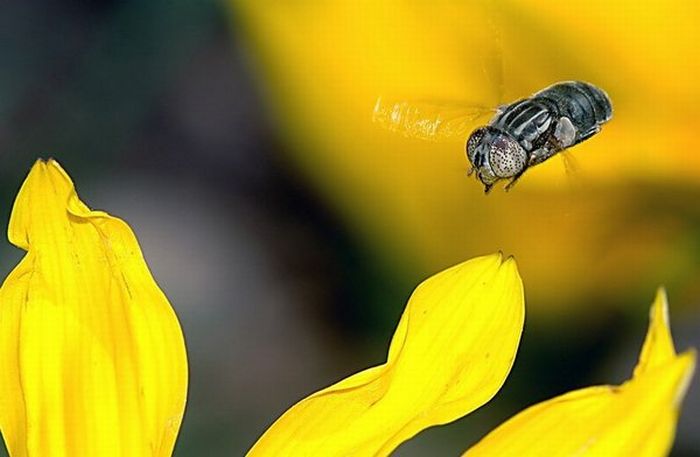 Superb Macro Photos of Insects (22 pics)