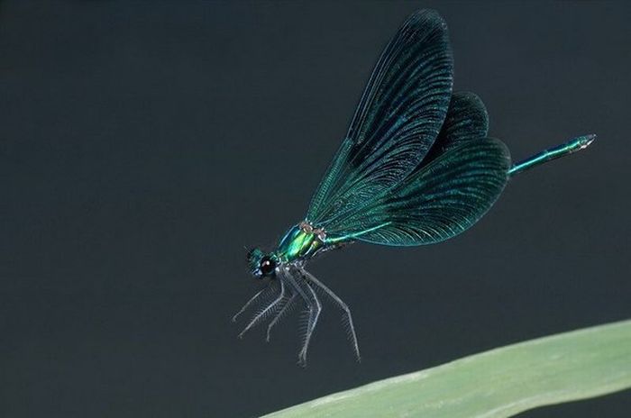 Superb Macro Photos of Insects (22 pics)