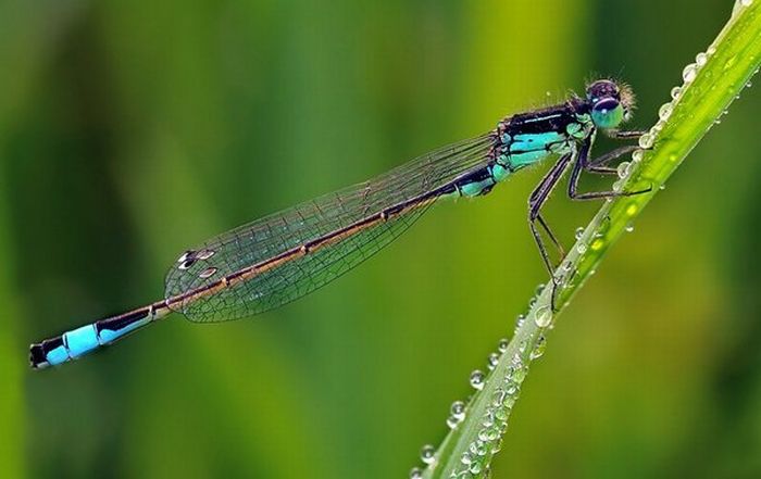 Superb Macro Photos of Insects (22 pics)