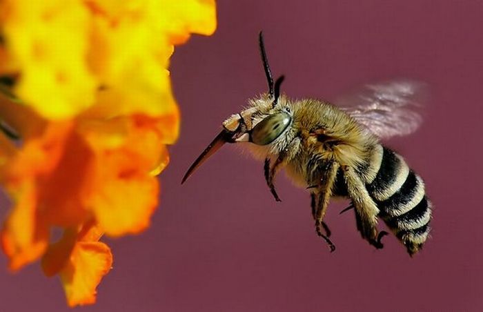 Superb Macro Photos of Insects (22 pics)