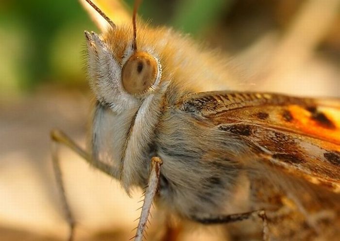 Superb Macro Photos of Insects (22 pics)