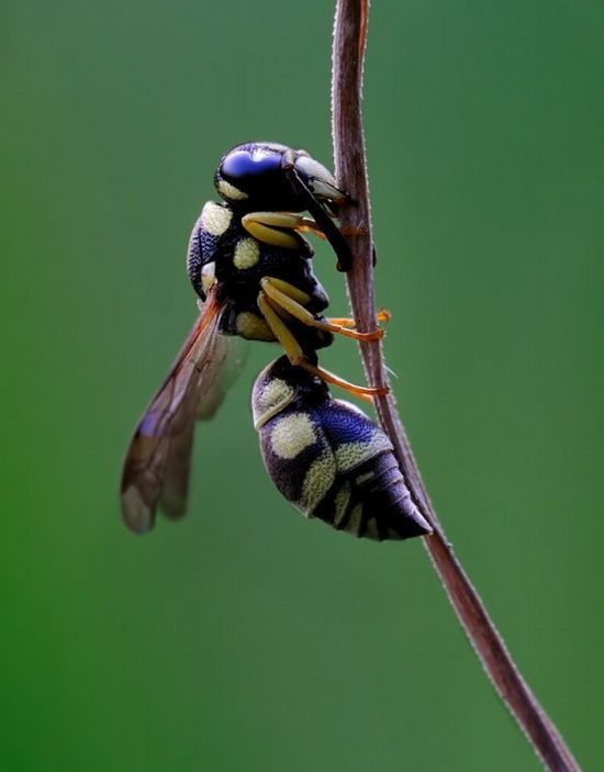 Superb Macro Photos of Insects (22 pics)