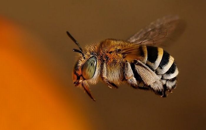 Superb Macro Photos of Insects (22 pics)
