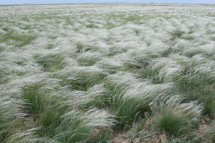 The Saltiest Lake of Russia (20 pics)