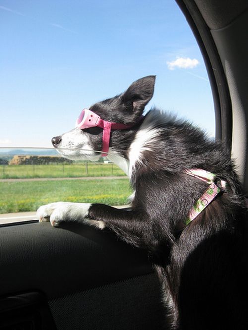 Dogs Love Cars and Wind (15 pics)