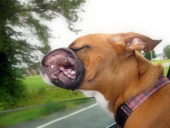 Dogs Love Cars and Wind (15 pics)