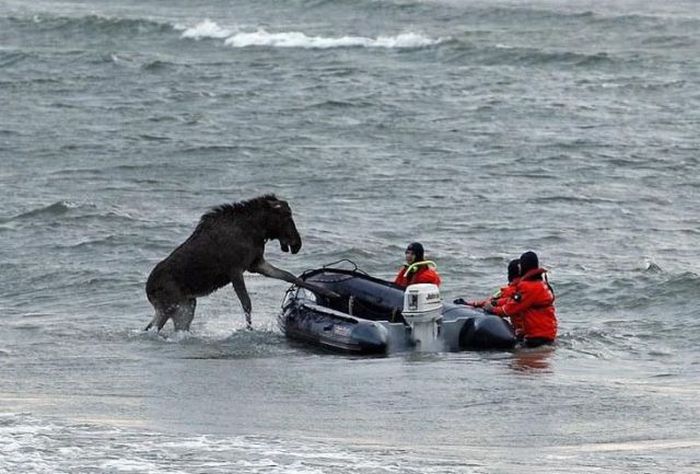 The Rescue Operation of a Moose in the Lake (28 pics)