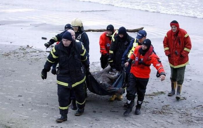 The Rescue Operation of a Moose in the Lake (28 pics)