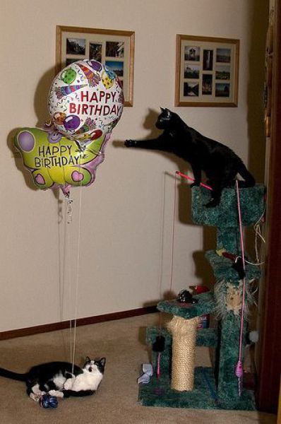 Cats Birthday Celebrations (27 pics)