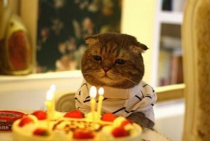 Cats Birthday Celebrations (27 pics)