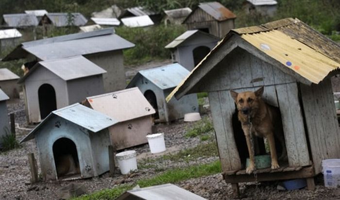 Favela for Dogs in Brazil (7 pics)