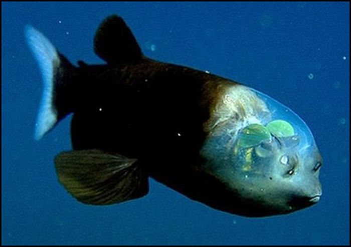 Fishes With Human Like Expressions on the Faces (30 pics)