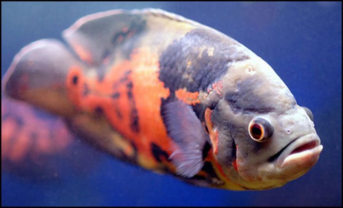 Fishes With Human Like Expressions on the Faces (30 pics)