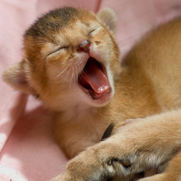 Kittens Yawning (20 pics)