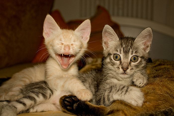 Kittens Yawning (20 pics)