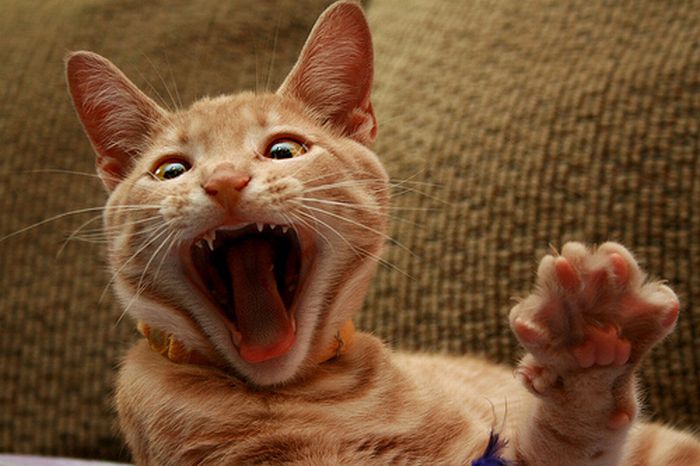 Kittens Yawning (20 pics)