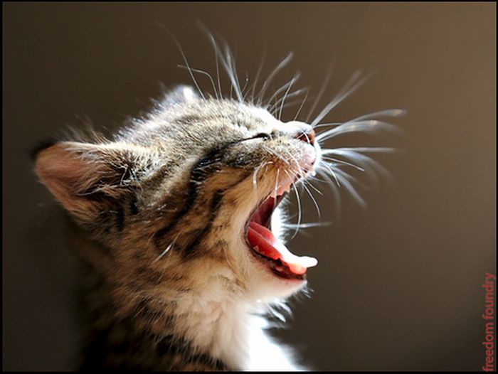 Kittens Yawning (20 pics)