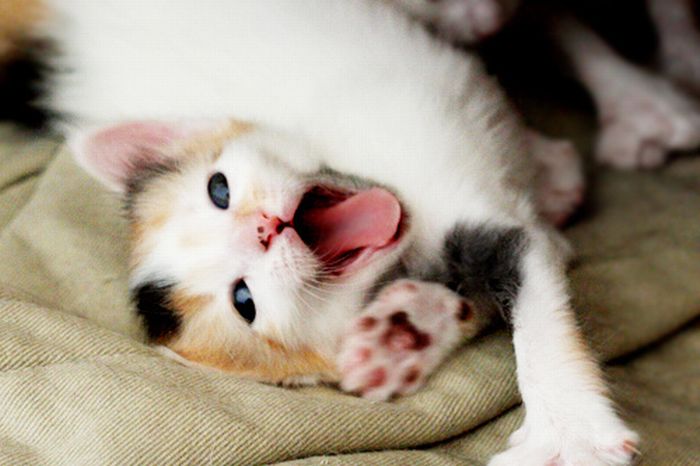 Kittens Yawning (20 pics)