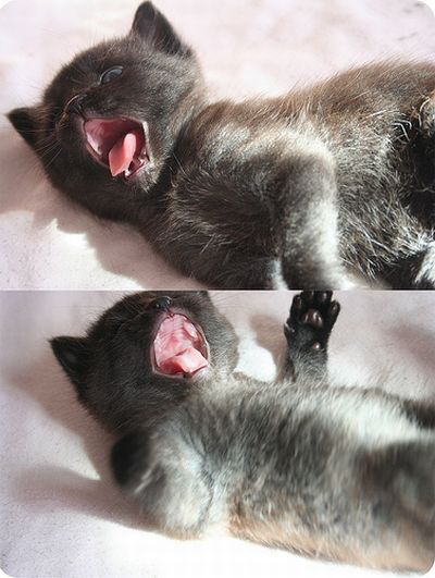 Kittens Yawning (20 pics)