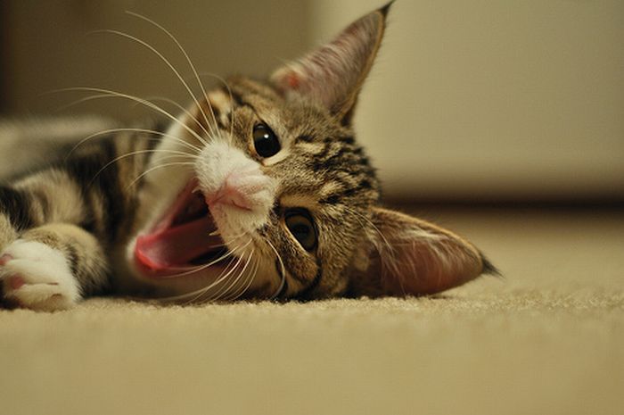 Kittens Yawning (20 pics)